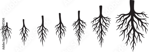Evolution of tree roots growth stages illustration