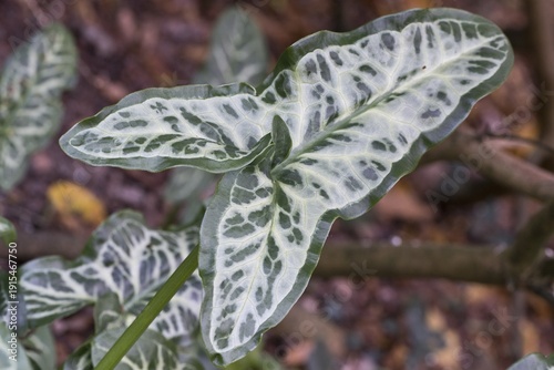 Italian arum (Arum italicum Pictum), Emsland, Lower Saxony, Germany