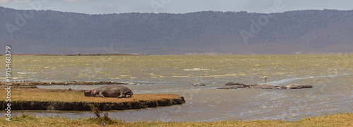 Ngorongoro Crater, Tanzania - September 23th 2025: A serene herd of hippos rests in the shallow waters of a lake, with a lone flamingo wading nearby.