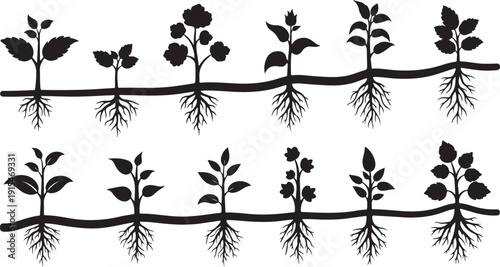 Plant Growth Stages Silhouette Vector Illustration Set