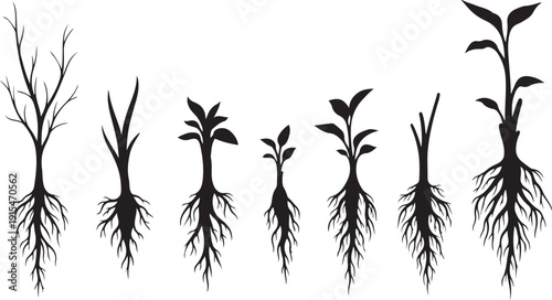 Plant growth stages with roots and leaves development