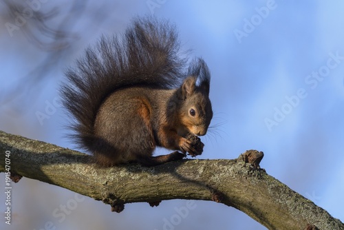 Eurasian red squirrel (Sciurus vulgaris), sitting on branch and gnawing on a nut, blue sky, Rosensteinpark, Stuttgart, Baden-Württemberg, Germany