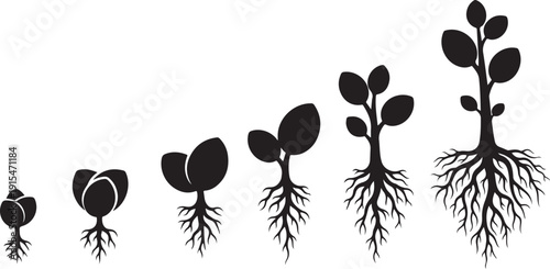 Plant growth stages from seed to sprout development