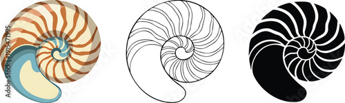 Seashell silhouette & Outline and illustration set isolated on transparent background