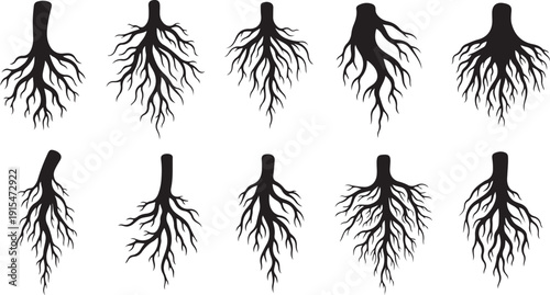 Set of black root system silhouettes on white