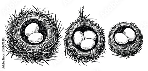 Birds Nests with Eggs Hand Drawn Vector Illustration
