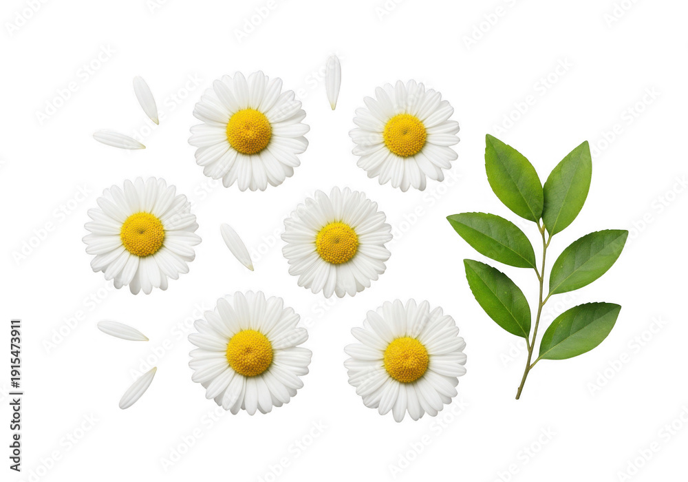 Obraz premium White daisies with green leaves on black background flat lay