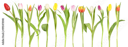 Fresh tulip flowers from the garden as cut flowers for the vase