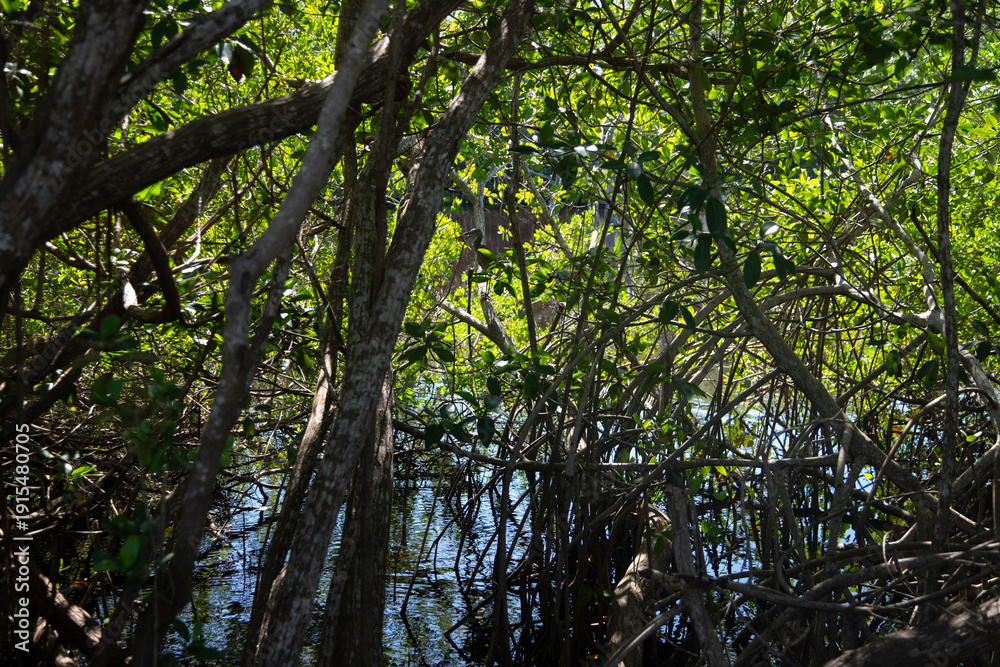 Obraz premium Lush green mangrove trees with exposed roots growing in calm water under a clear blue sky in Sisal Natural Park in Yucatan, Mexico.