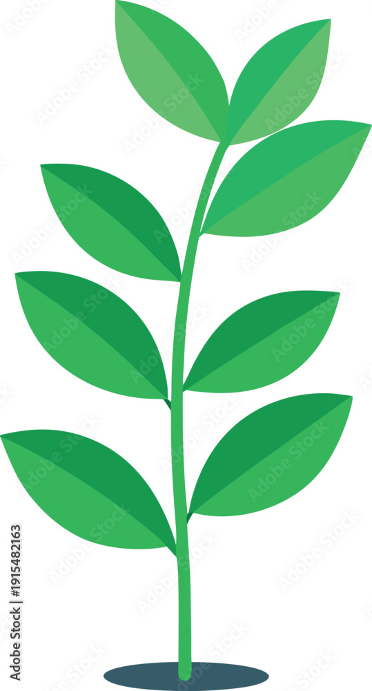 Fototapeta premium Green Minimal ZZ Plant Leaf Stem Vector Illustration