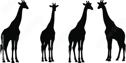 Silhouette of four giraffes standing together