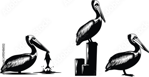 Three pelicans standing on land and post