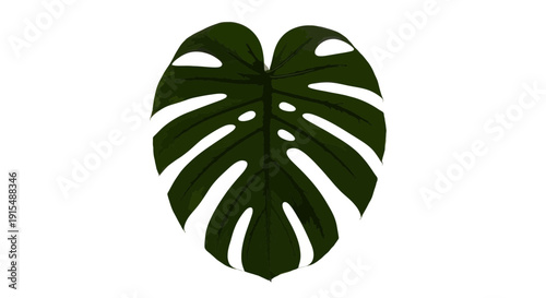 Monstera Deliciosa Leaf Isolated on White Background.