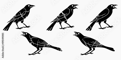 Photography Five black birds in various poses on a white background. Vector