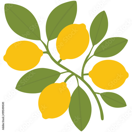 Citrus fruit branch illustration for fresh and natural themes vector design