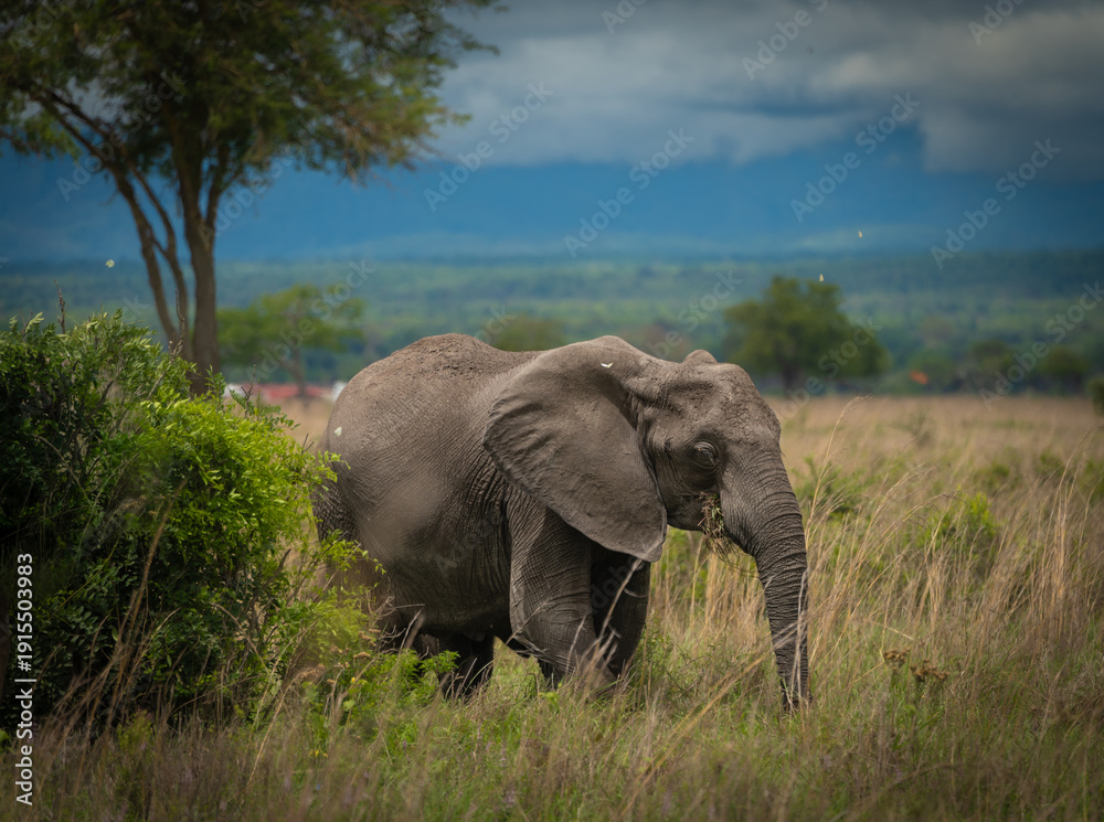 Fototapeta premium Elephant on a safari with butterfly's around it.