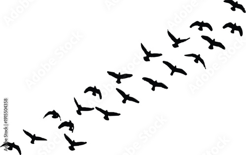 Isolated black silhouette of a flock of flying birds moving in formation on white background, 