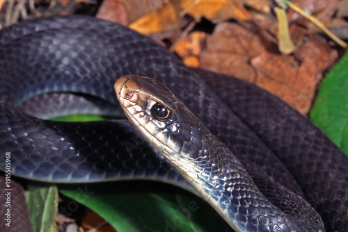 Fotografia Southern Black Racer, Coluber constrictor