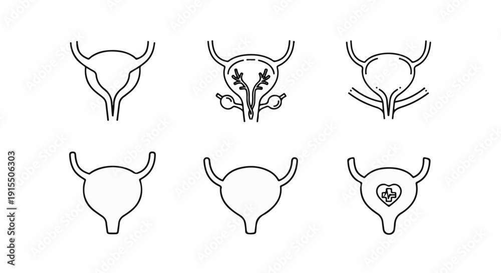 Obraz premium Anatomical illustrations of the human bladder and reproductive system