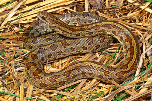 Schilderij op canvas Prairie kingsnake, Lampropeltis calligaster