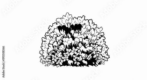 Black and white illustration of a dense, leafy shrub