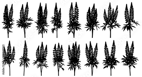 Bild auf Leinwand Collection of various lupine flower silhouettes on white background