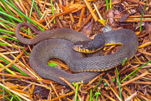 Obraz na plátně Copperbelly watersnake, Nerodia erythrogaster neglecta