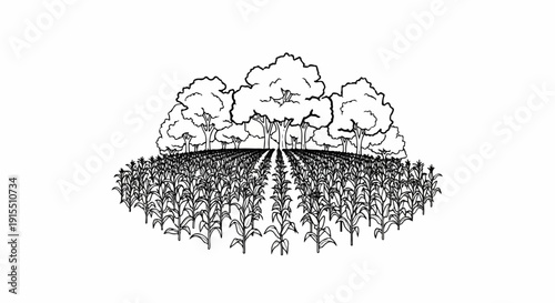 Black and white illustration of rows of corn with trees in the background