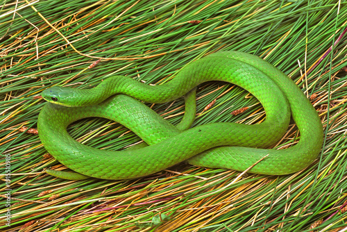 Canvas Print Smooth Green Snake, Opheodrys vernalis, on rushes