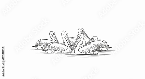 Artistic sketch of pelicans gathered in water