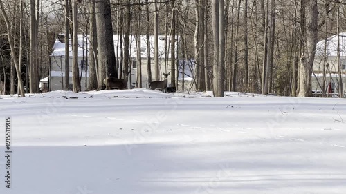 3 deers in the backyard covered with snow after the snow storm in winter