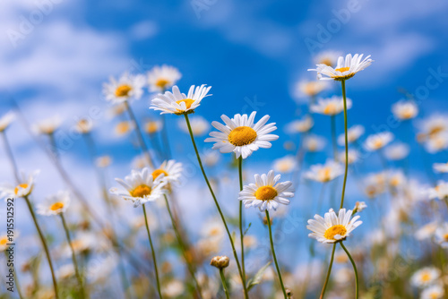 Bright daisy flowers with white petals and golden centers blooming under a clear blue sky in a vibrant sunny meadow setting