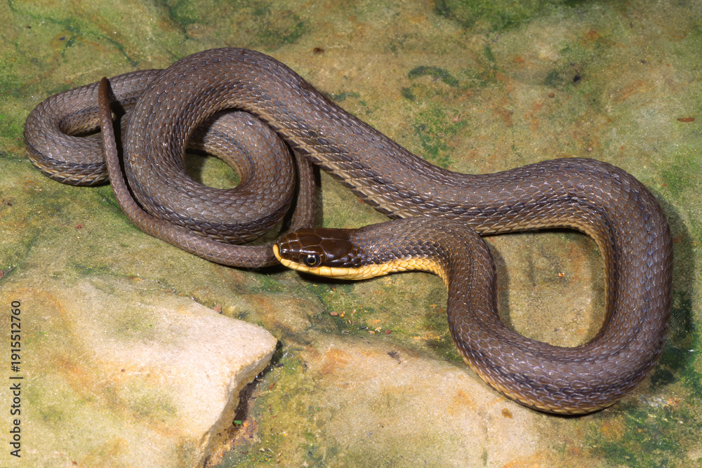 Fototapeta premium Queen snake (Regina septemvittata)