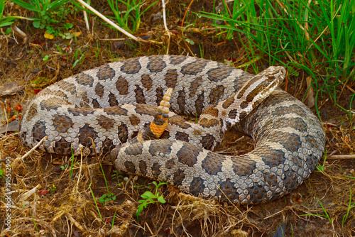 Fotografie Eastern Massasauga Rattlesnake, Sistrurus catenatus.