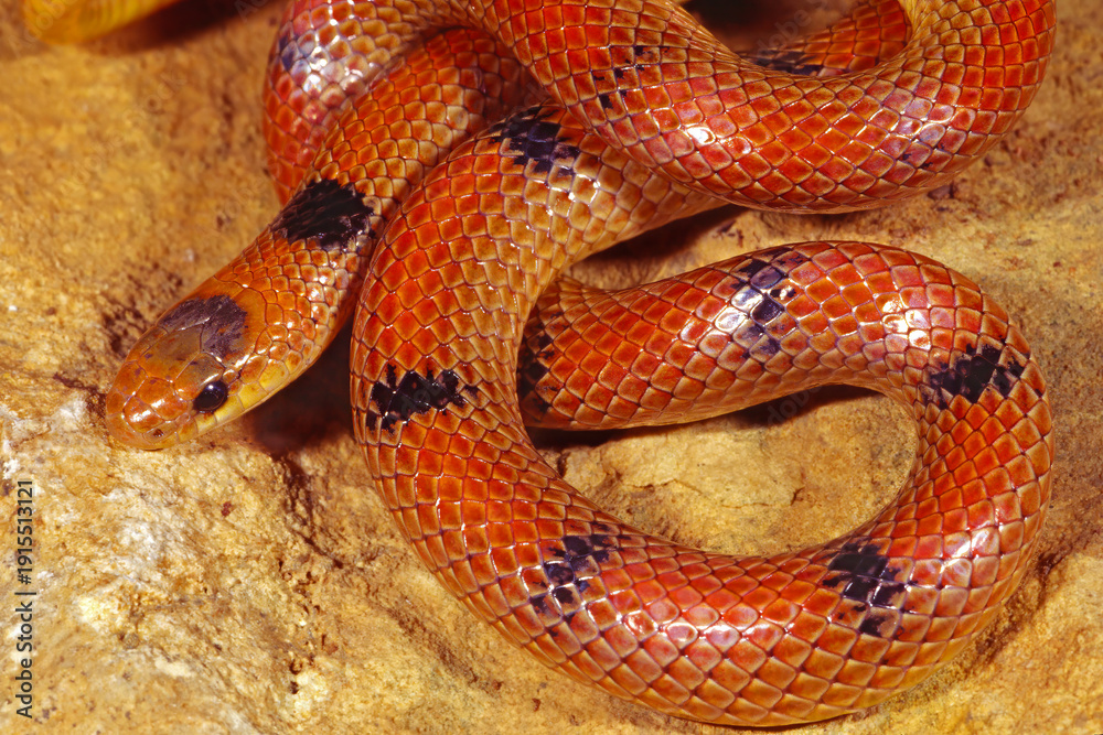 Obraz premium Ground Snake, Sonora semianulata