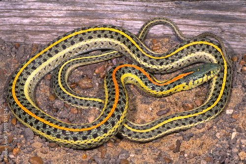 Western plains gartersnake, Thamnophis radix haydeni.