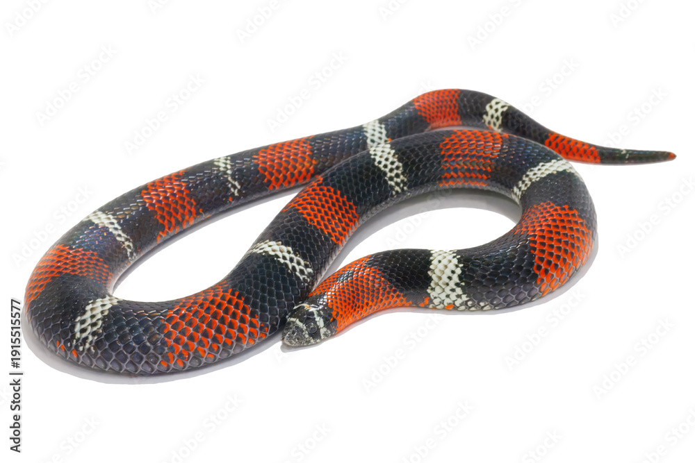 Fototapeta premium Tri-colored Hognose Snake, Xenodon pulcher, white background