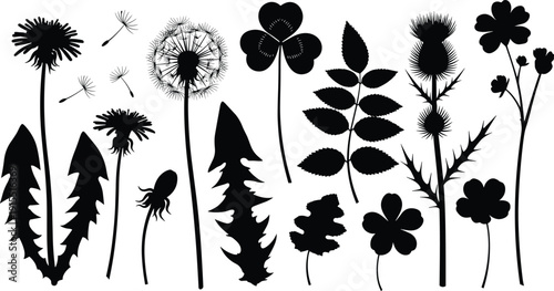 Nature collection of wild plant silhouettes, dandelion flowers, flying seeds, thistle, clover, botanical herbs, vector illustration isolated on white background