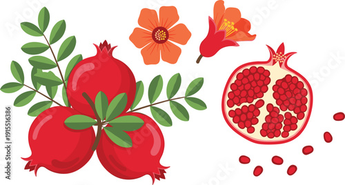Flat Vector Pomegranate Set with Whole Fruit, Half Sliced Cross Section, Seeds, and Red Flowers Isolated on White