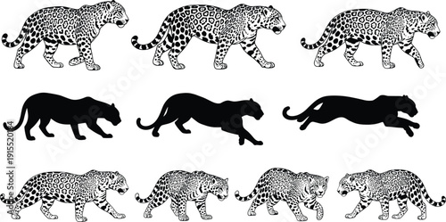 Collection of leopard and jaguar vector illustrations featuring walking and running poses with realistic spot patterns and black silhouettes for wildlife nature and safari designs.