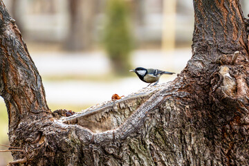 A beautiful Great Tit (Parus major) holding a sunflower seed in its beak. The photo captures the bird in a natural setting.