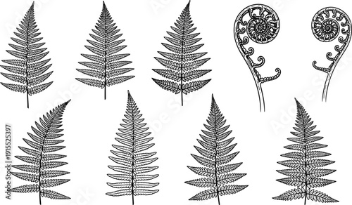 Set of black fern leaf silhouettes and koru swirls isolated on white background, botanical foliage elements for tropical nature design (20 words)