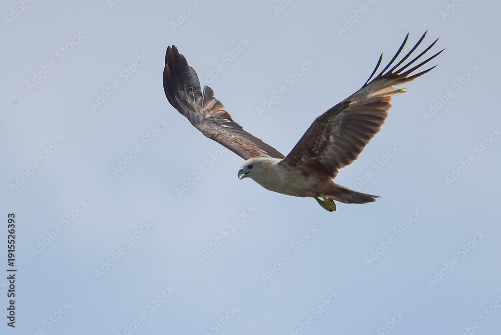 Obraz premium rahminy kite (Haliastur indus) or red-backed sea-eagle soaring in the clear sky. Majestic bird of prey with distinctive white head and chestnut wings in flight.