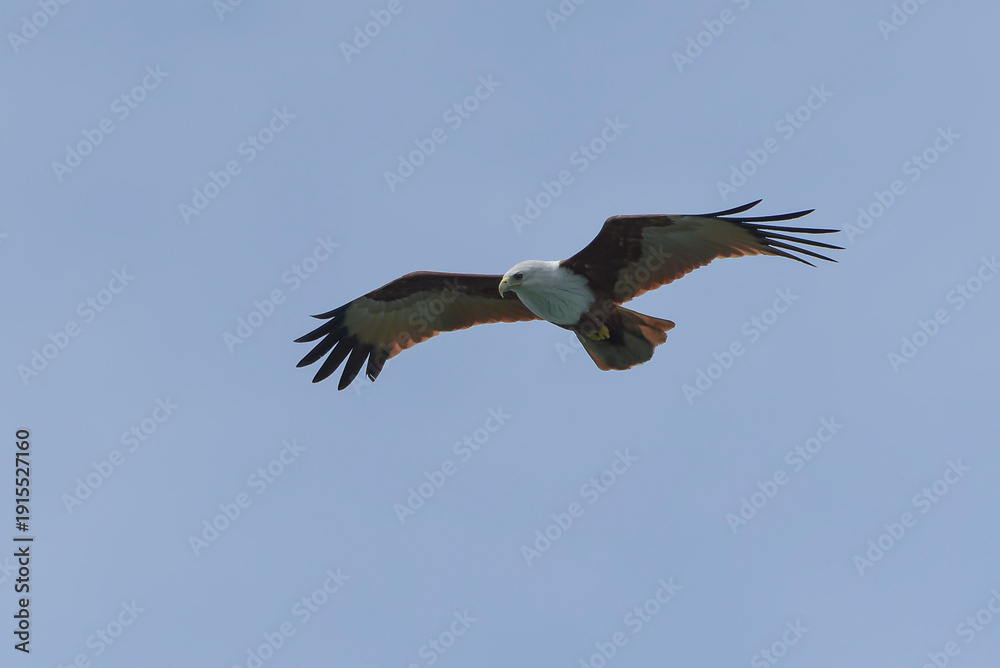 Fototapeta premium rahminy kite (Haliastur indus) or red-backed sea-eagle soaring in the clear sky. Majestic bird of prey with distinctive white head and chestnut wings in flight.