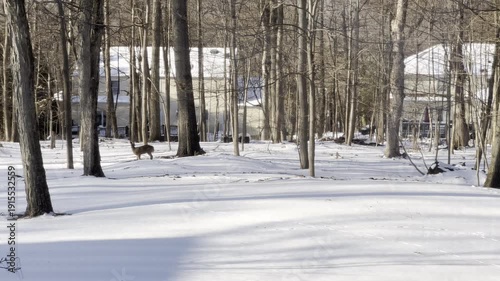 2 deers in the backyard covered with snow after the snow storm in winter