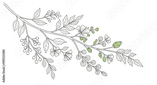 Detailed Illustration of a Fern Branch.