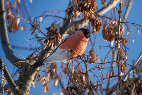 Fotografija Close-up of an adult male Eurasian bullfinch (pyrrhula pyrrhula) perched on a maple branch with seeds on a sunny winter day, perpendicular to the camera lens