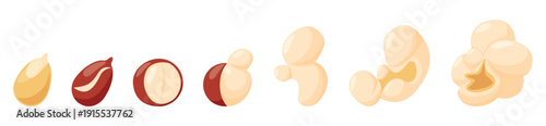 Popcorn seed popping. Kernels step by step opened, transformation of pop corn grain. Cinema fast food, entertainment, movie theater snack, nowaday vector element