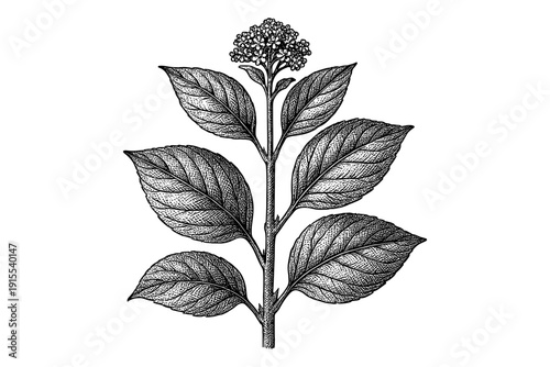 Intricate botanical black and white drawing of a flowering plant