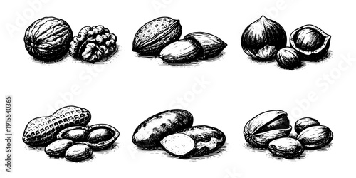 Different vintage nuts set Hand Drawn Engraving Style. Vector Illustration